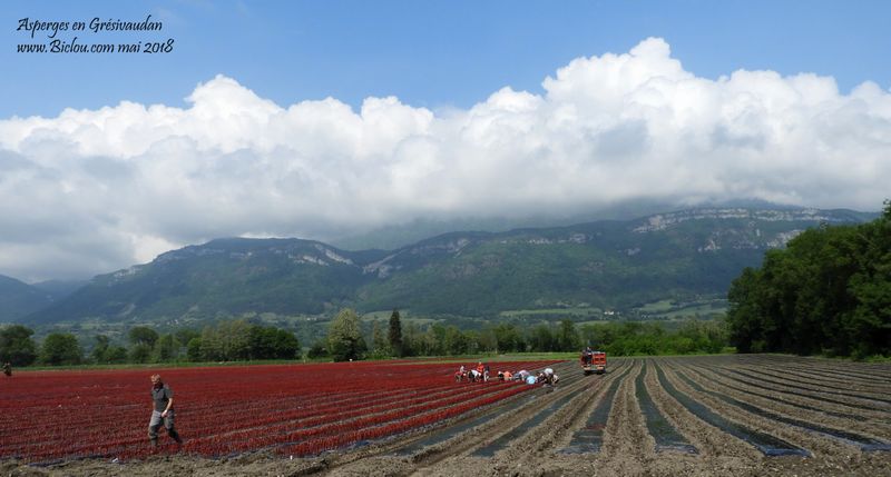 asperges en grésivaudan ceuillis par des travailleurs .. détachés et payés à coup de lances pierres ;  des galets de l'isère