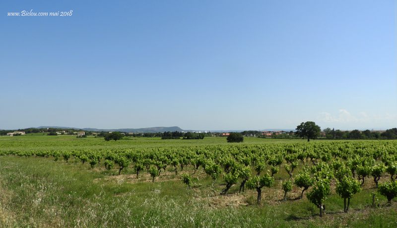 Vignes du Gard