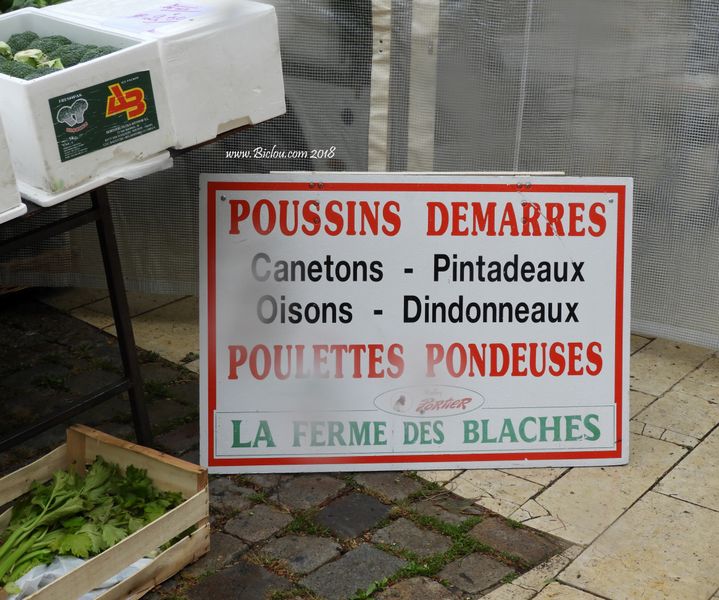 Poussins et poulettes au Marché de Valence