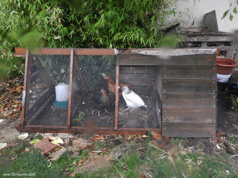 Poulettes de Valence