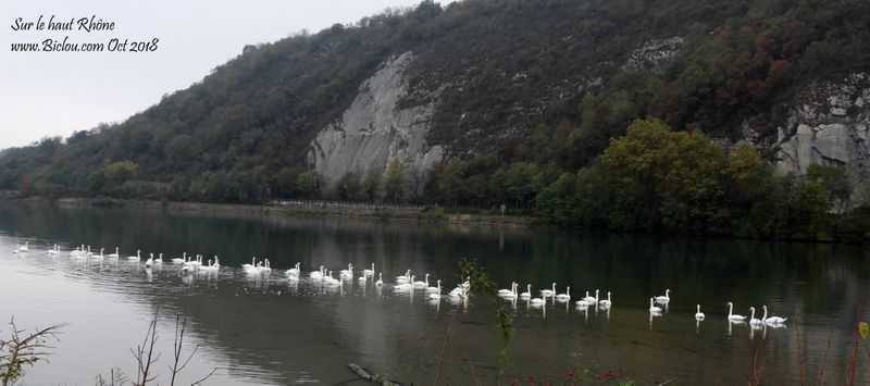 fais-moi-un-cygne-du-coup-ya-une-meute