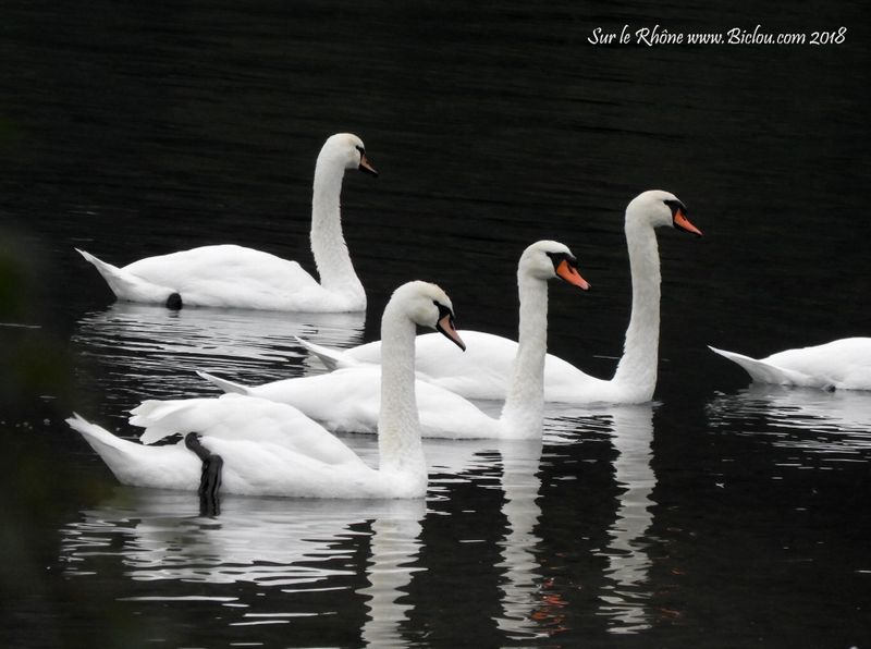 Sur le Rhône : Cygnes