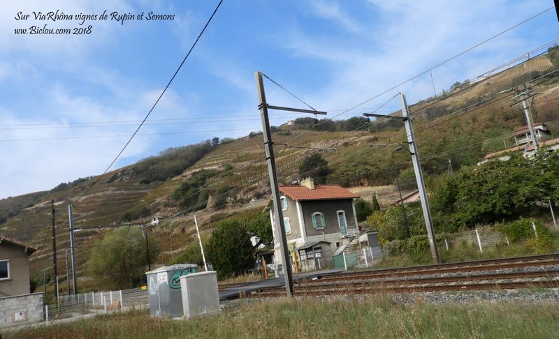 Vignes de Tupin et Semons