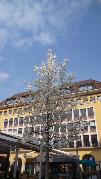 Printemps indien à Bolzano