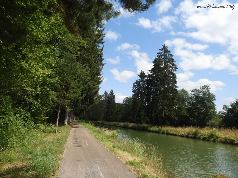 Apparition de sapins le long du canal