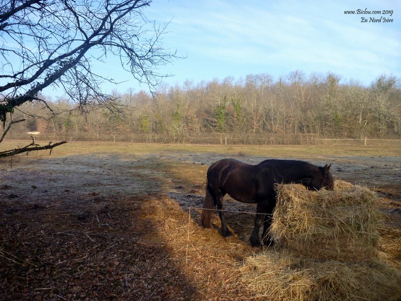 Rencontre avec un Cheval solitaire