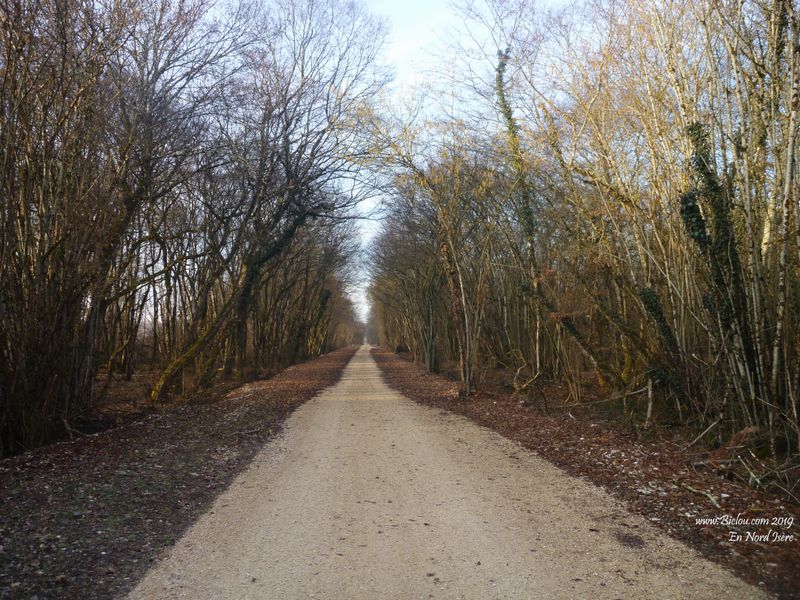 Dans la forêt de Arendon