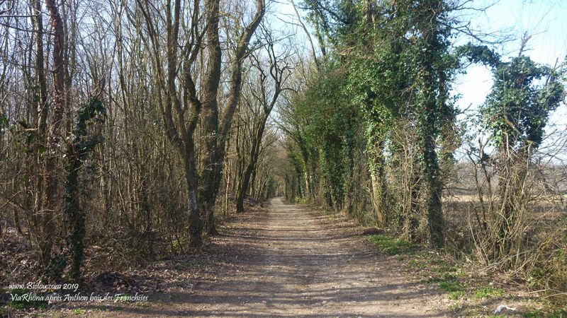 ViaRhôna 2019 : Bois des franchises (c'est .. plus du VTT)