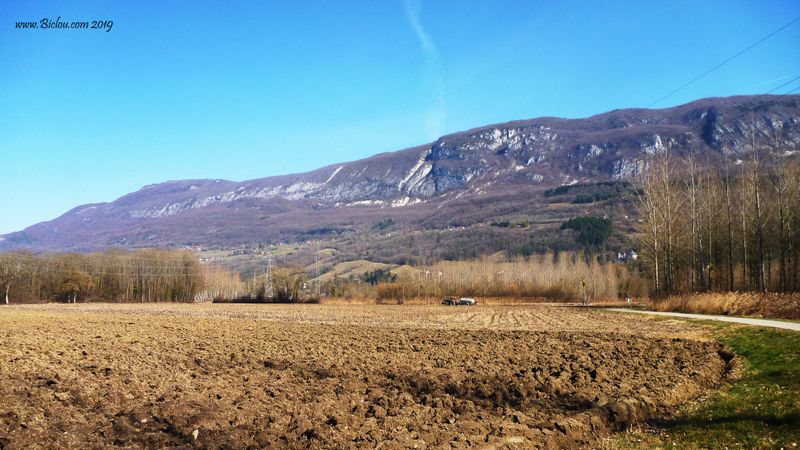 Peupleraie en Chautagne