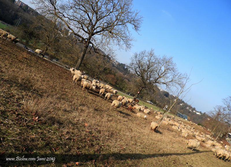 Les moutons de .. Vessy