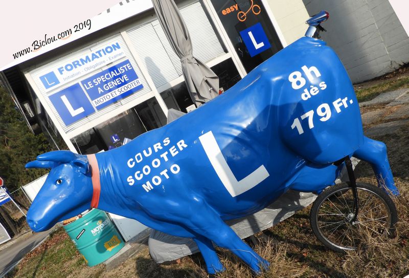 La Vache Milka passe son permis