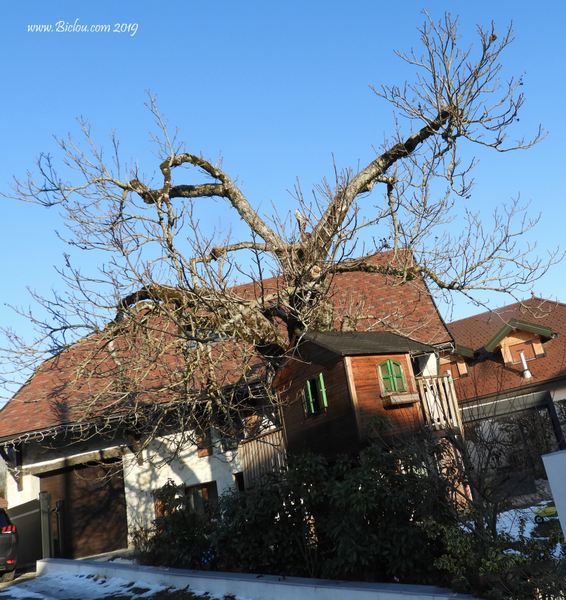 Arbre en hiver
