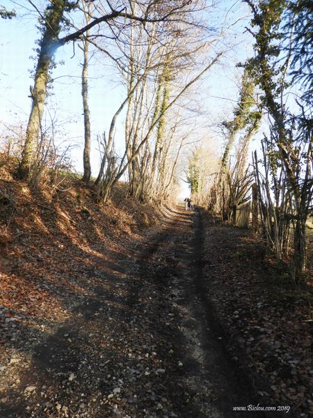 chemin dans les bois , sous le Salève en fait 