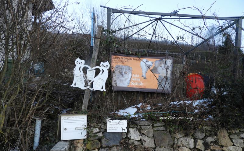 Les chats de saint Blaise