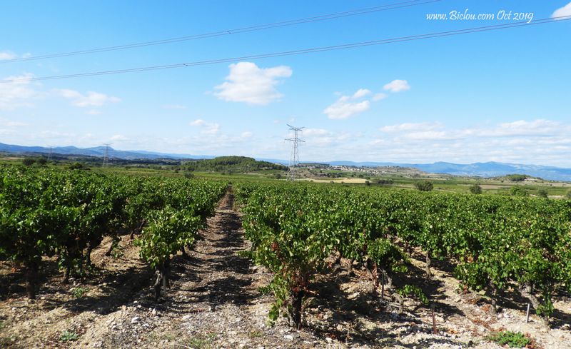vignes-de-l'aude