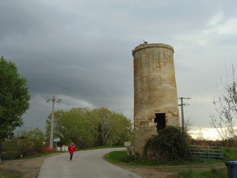 Les cigognes au sommet de cette tour