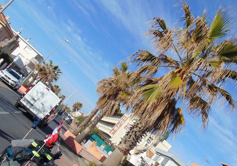 Les palmiers ont la mine triste .. à Palavas les flots en 2019