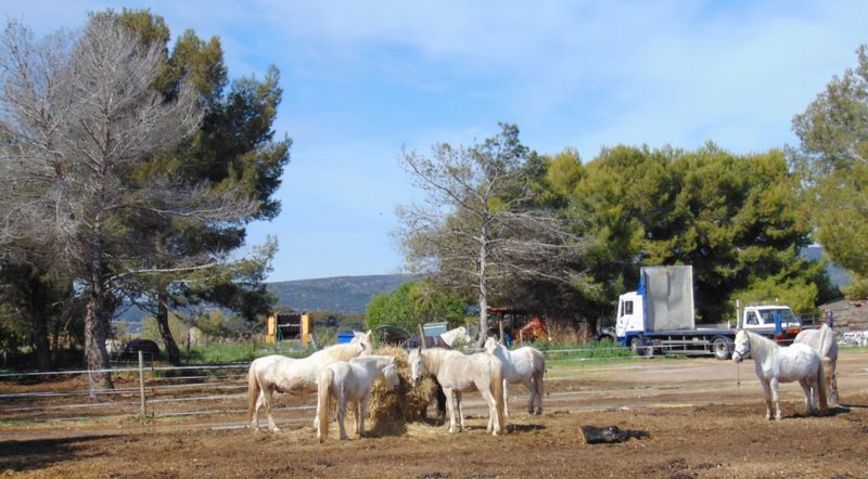 Cheveaux camarguais