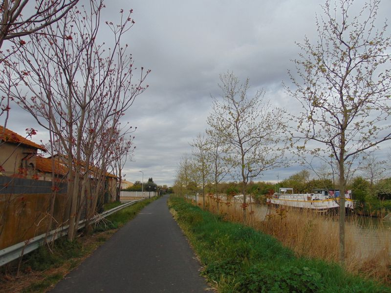 Les Arbres repoussent le long du canal du midi..