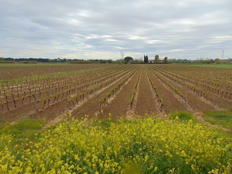 La vigne débourre