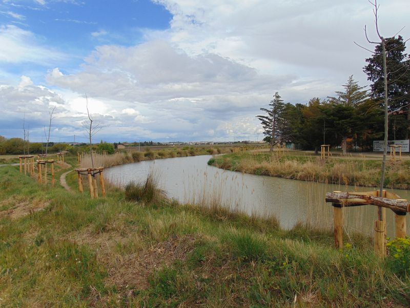 Plantation de nouveaux arbres le long du canal du Midi