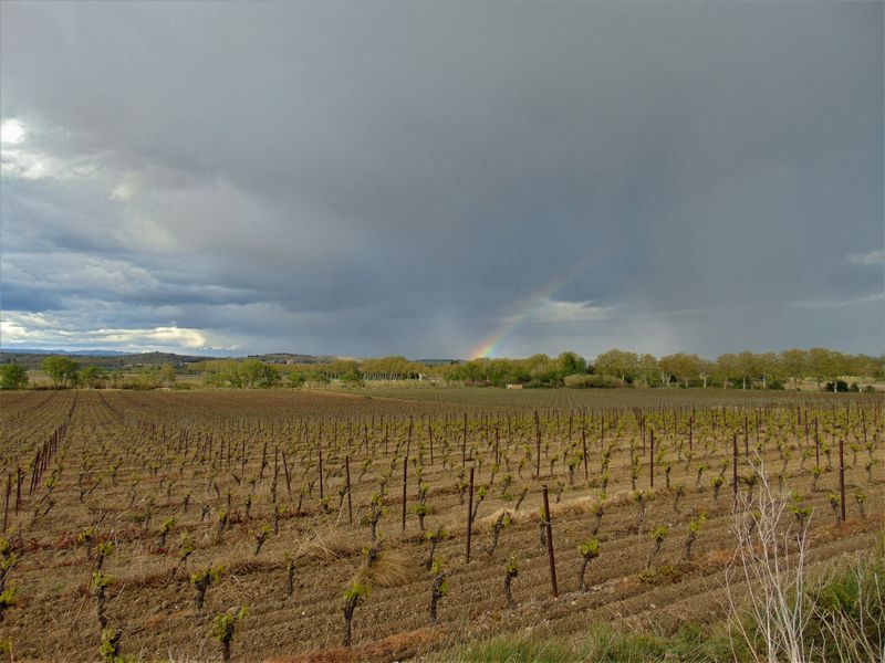 De nombreuses vignes, sur ce parcours le long du canal du midi
