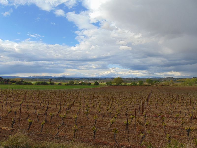 Encore de la vigne ..