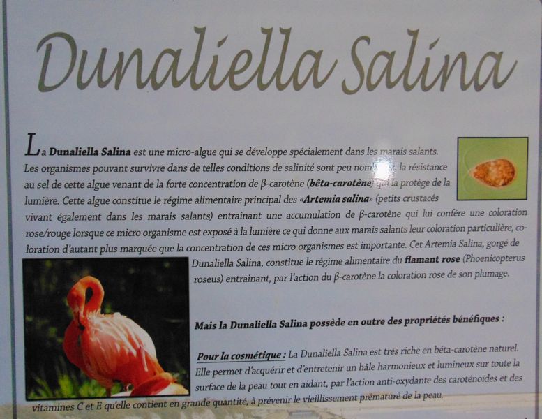 Dunaliella Salina
