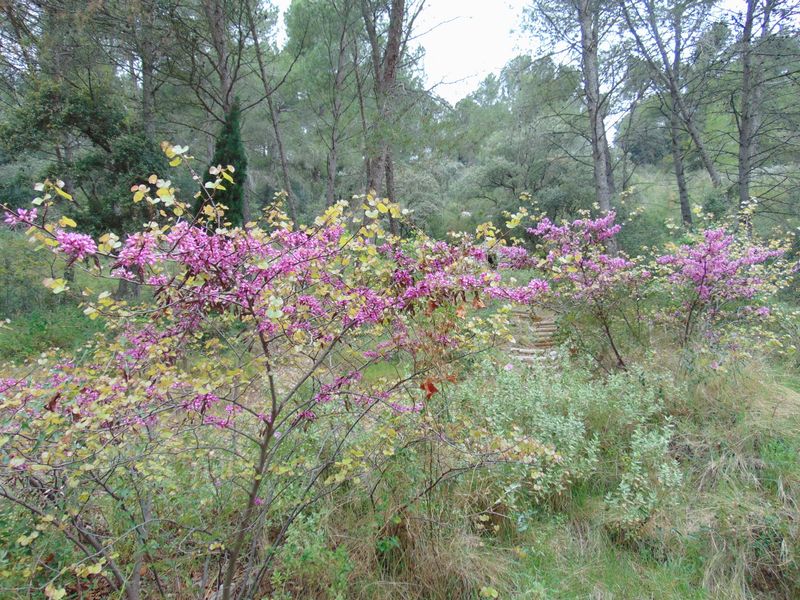 Belles fleurs