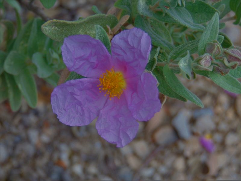 Fleur ?