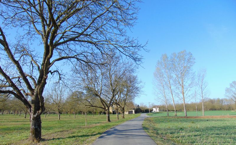 Noyeraie