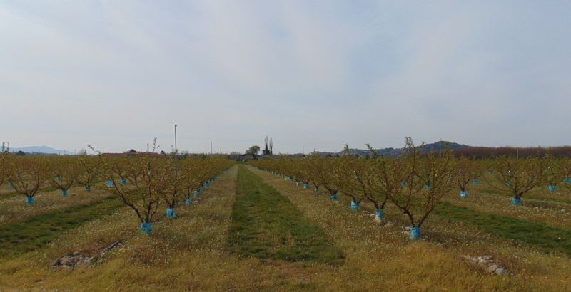 Les péchers sont en fleurs