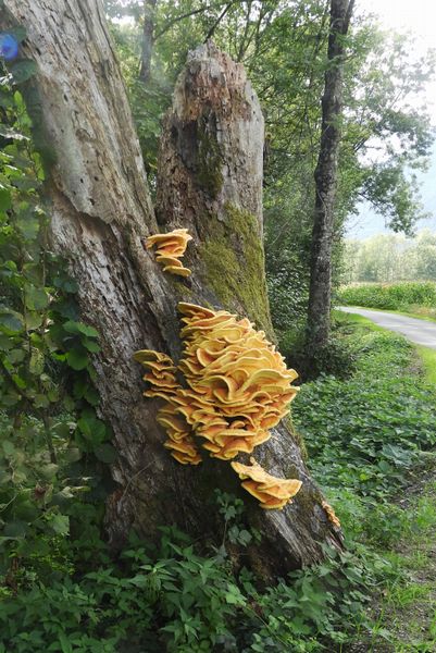 Champignons