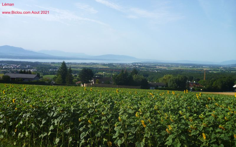 En montant au Jura : vue sur le Léman