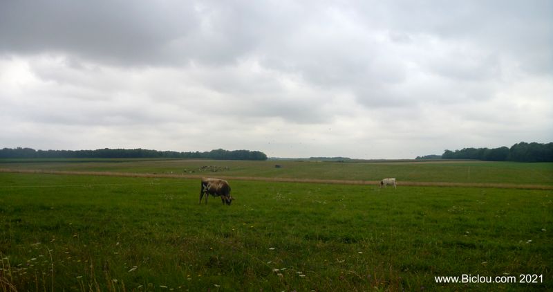 Zoli paysage de prairies et bocages