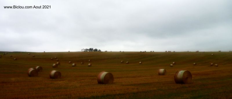 Moisson