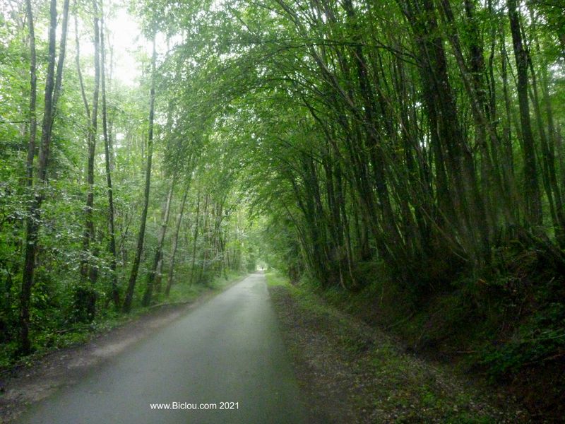 Vélo-route : Beau passage en forêt