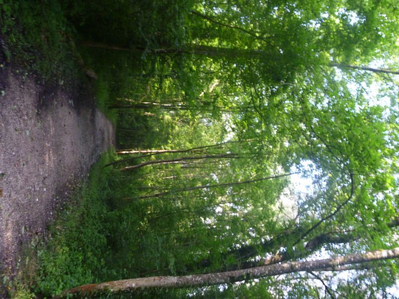 Gravel dans les bois de Gaillard (Annemasse)..