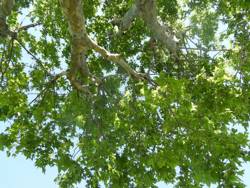 Auprès de mon arbre, je vivais heureux ..