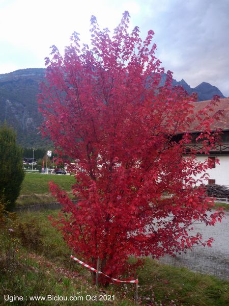 Un bel arbre, rencontré à Ugine, chez Louis Bisilliat, un ancien coureur