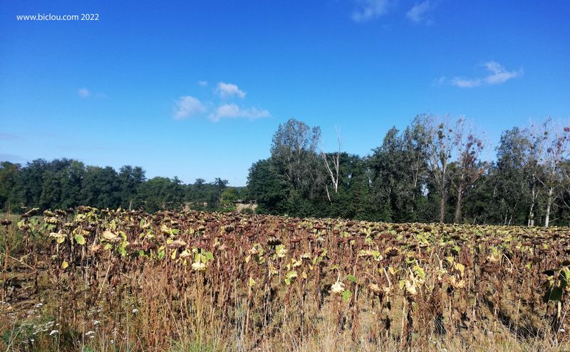 Août 2022 : Les Tournesols ont soif