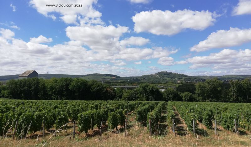 Les vignes de Sancerre