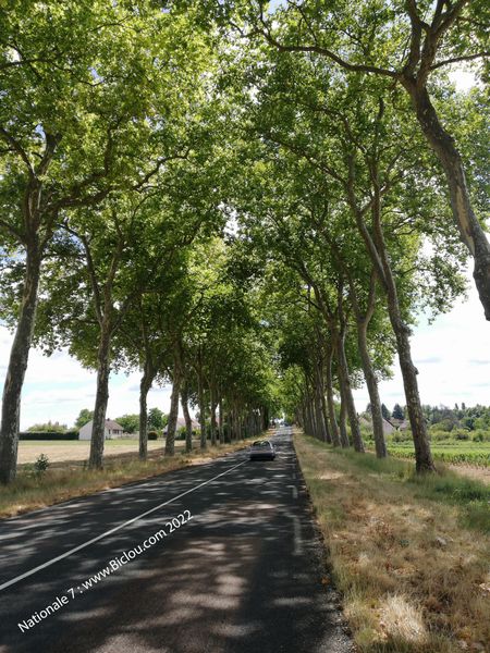Les fameux arbres qui ont tués pas mal d'automobilistes le long de la Nationale sept ..