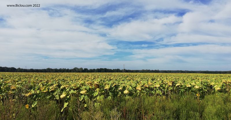 Tournesols ayant échappé à la canicule de 2022