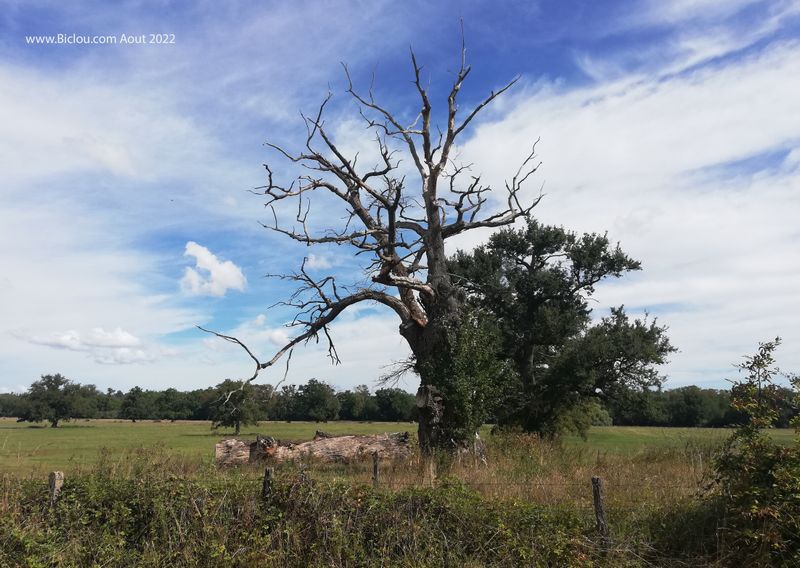 Bel arbre .. mort