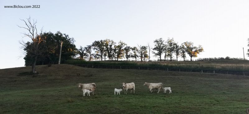 Beaux Boeufs : Salut les copains ..