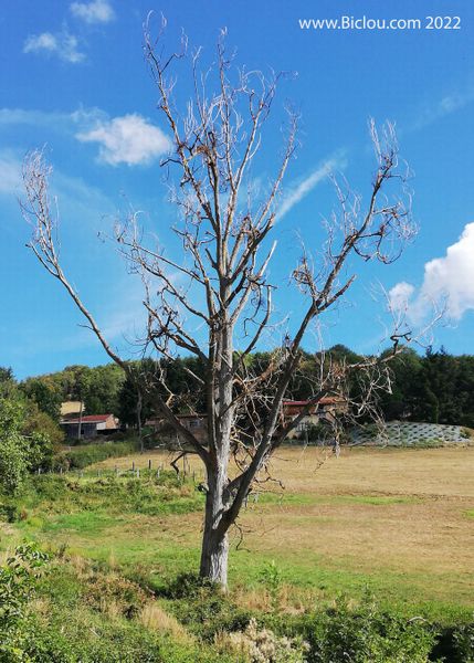 Quand un Arbre mort devient une oeuvre d'art .. 