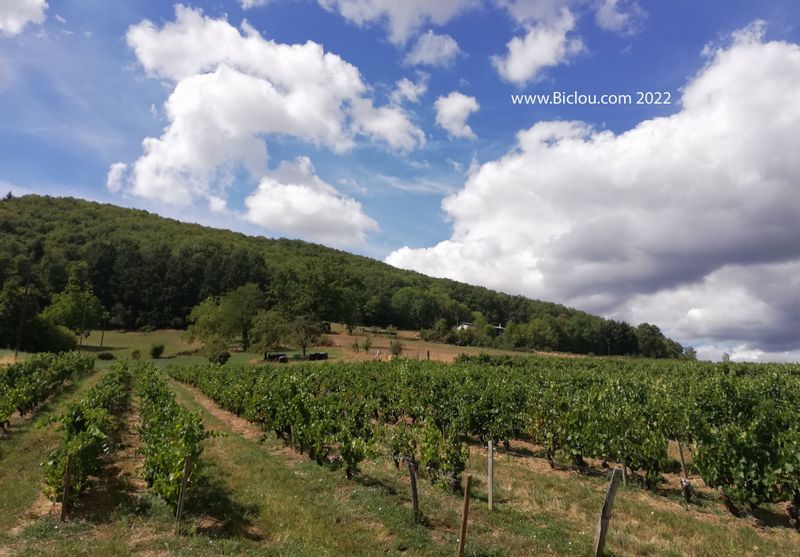Vignes après Tarare