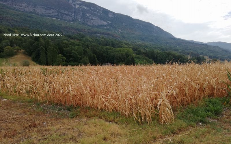Le Gran' turco (Mais) (blé d'inde) a soif au pied du Bugey en 2022