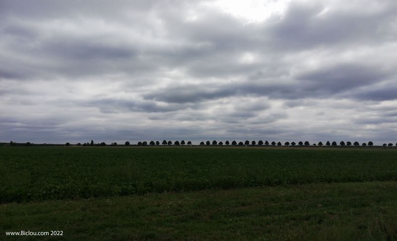 Bel alignement d'arbres : La méridienne verte ?